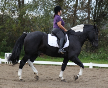 haflinger haflingers dressage ahr dorset dorsets sheep lamb lambs chickens plymouth rock rocks columbian barred silver penciled honeybees honey bees nucs german shepherds border collies michigan akc abca lesperance glaurung mi ohio oh